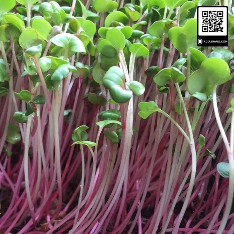 Hạt Giống  Củ Cải Đỏ _50gr( hàng loại 1)