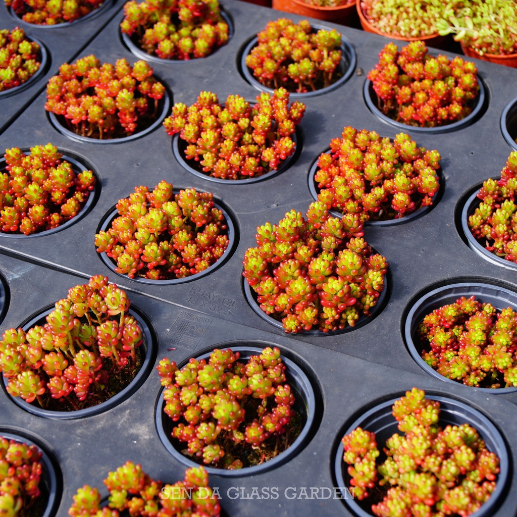 Sen Đá SEDUM MINIMI chậu 7cm GLASS GARDEN , siêu đẹp, màu giống hình, Hàng Thuần Khí hậu Đà lạt, Lỗi 1 đổi 1