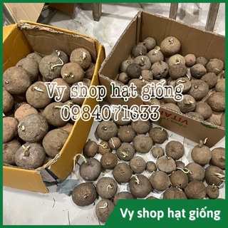 Củ bình vôi Thái (Đồng tiền Thái) - Stephania Erecta nhập Thái Lan