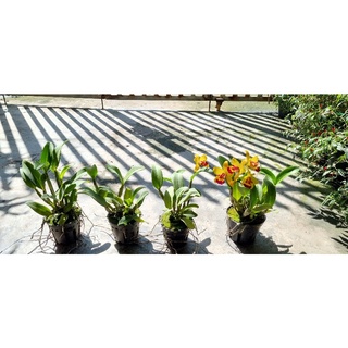 Hoa lan catt mini vàng lưỡi đỏ