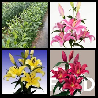 củ giống hoa ly cao thơm size18-20 cm trồng tết có ba màu( đỏ, hồng , vàng