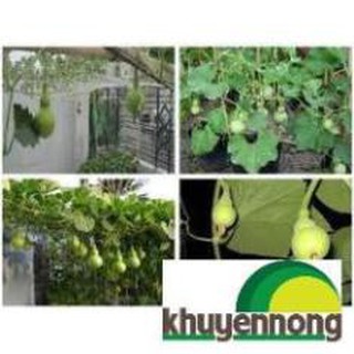 10 HẠT GIỐNG BẦU HỒ LÔ MINI