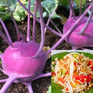 Súp lơ tím 🌱 Korabi Giá rẻ nhất 10 baht. Hạt giống súp lơ tím 30 Hạt giống 🌱 dễ trồng, mau lớn ☘️ salad đu đủ súp lơ