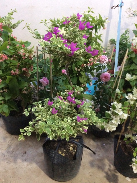 Cây hoa giấy Mỹ