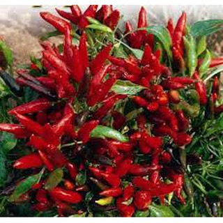 [Chỉ 6K] Gói 15 Hạt giống Ớt chùm siêu quả F1