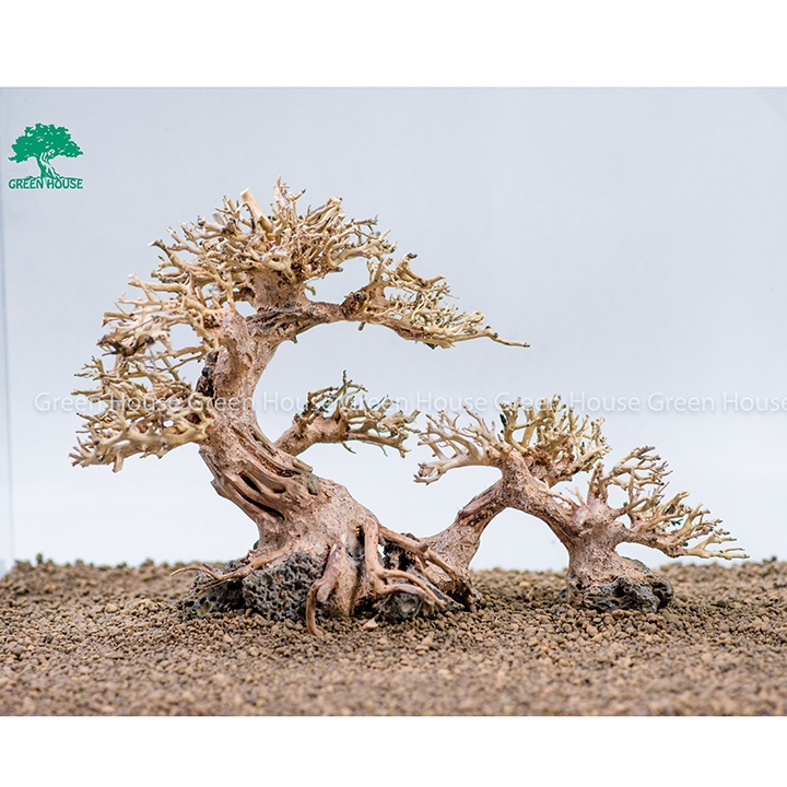 Lũa Bonsai, Lũa thủy sinh dùng trang trí hồ cá cảnh, hồ thủy sinh, văn phòng, nhà cửa