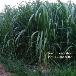 Hạt giống cỏ chăn nuôi Sudan Super 100 gam
