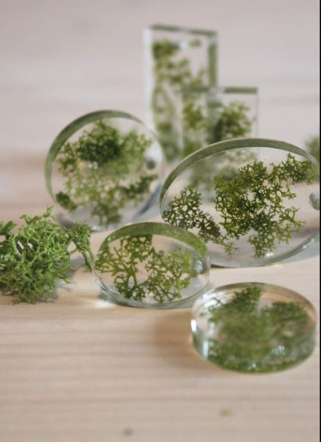 5g Reindeer Moss - rêu tuần lộc đủ màu đẹp mê dùng sáng tạo trong Resin , thiệp, decor, tranh 3D, diy...v.v..