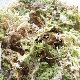 200g rêu rừng giữ ẩm cho lan