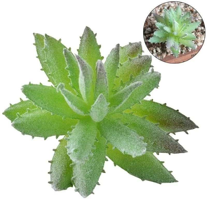 Cây Xương Rồng/Hoa Nhân Tạo Độc Đáo Trang Trí Bàn Làm Việc/ Tiệc Cưới/ Sân Vườn DIY