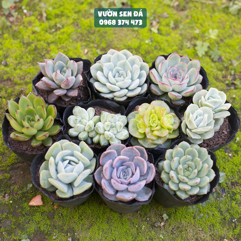 Combo 10 loại sen đá cỡ nhỏ ngẫu nhiên 5-7cm