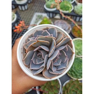 Combo 10 sen size trung 10 loại