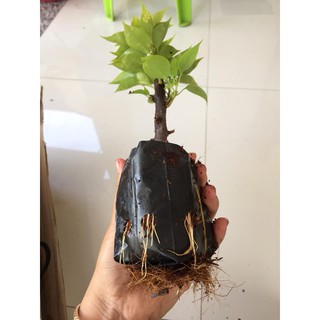 Chậu cây hoa giấy mỹ giống ( cao 15-30cm )