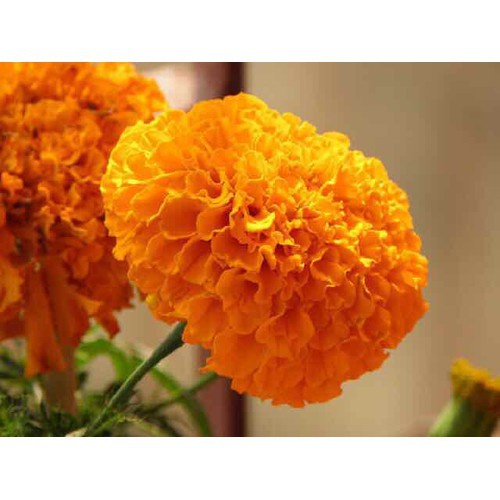 HẠT GIỐNG HOA VẠN THỌ F1 MÀU CAM ĐỎ DẠNG CAO LỠ HN 49 - GÓI 20 HẠT