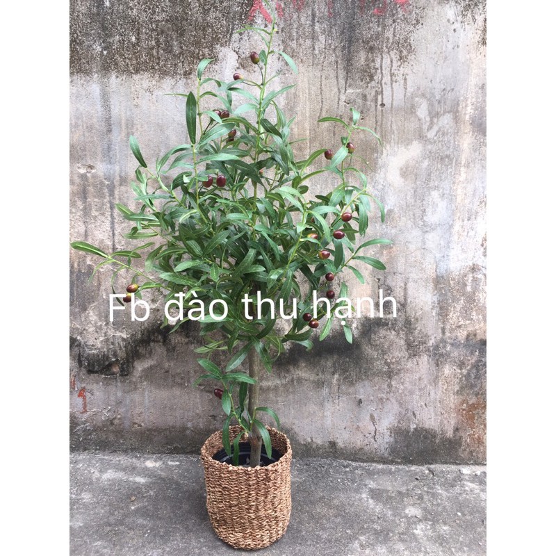 cây oliu giả 1met,giá đã bao gồm chậu và giỏ(kèm video và ảnh thật)