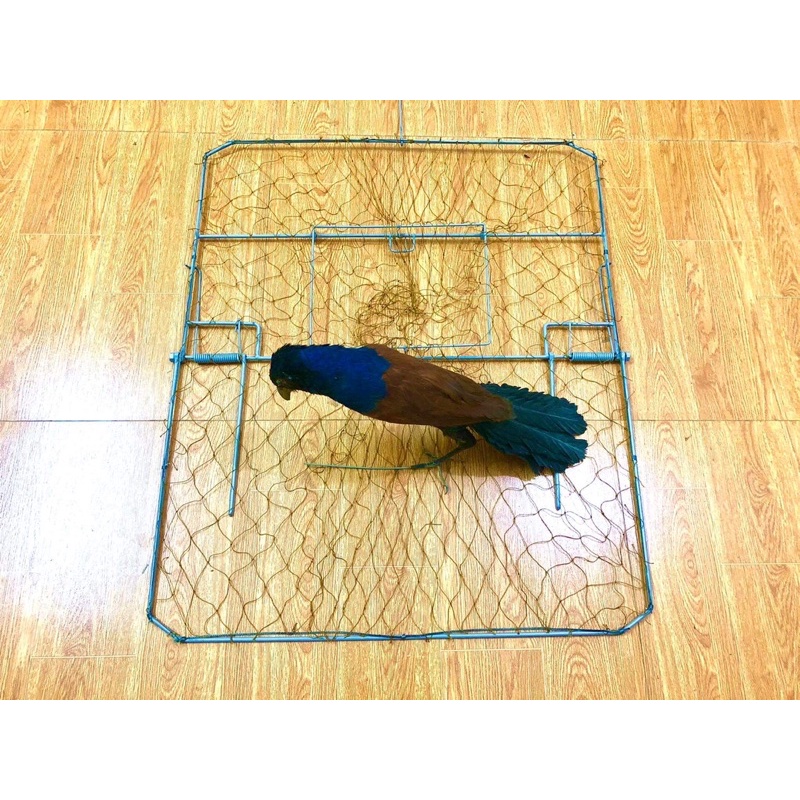 bộ bẫy bịp chim và mẹt