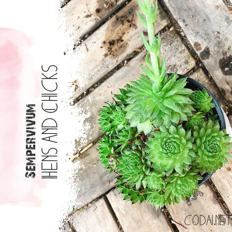 Cây Sempervivum Hen and Chicks (Trường Sinh Thảo Chúc, Gà Mẹ và Gà Con)