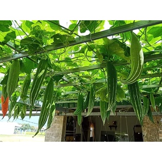 Hạt giống quả lặc lè 10 hạt - ( mướp mèo, mướp nhật, mướp ngọt)
