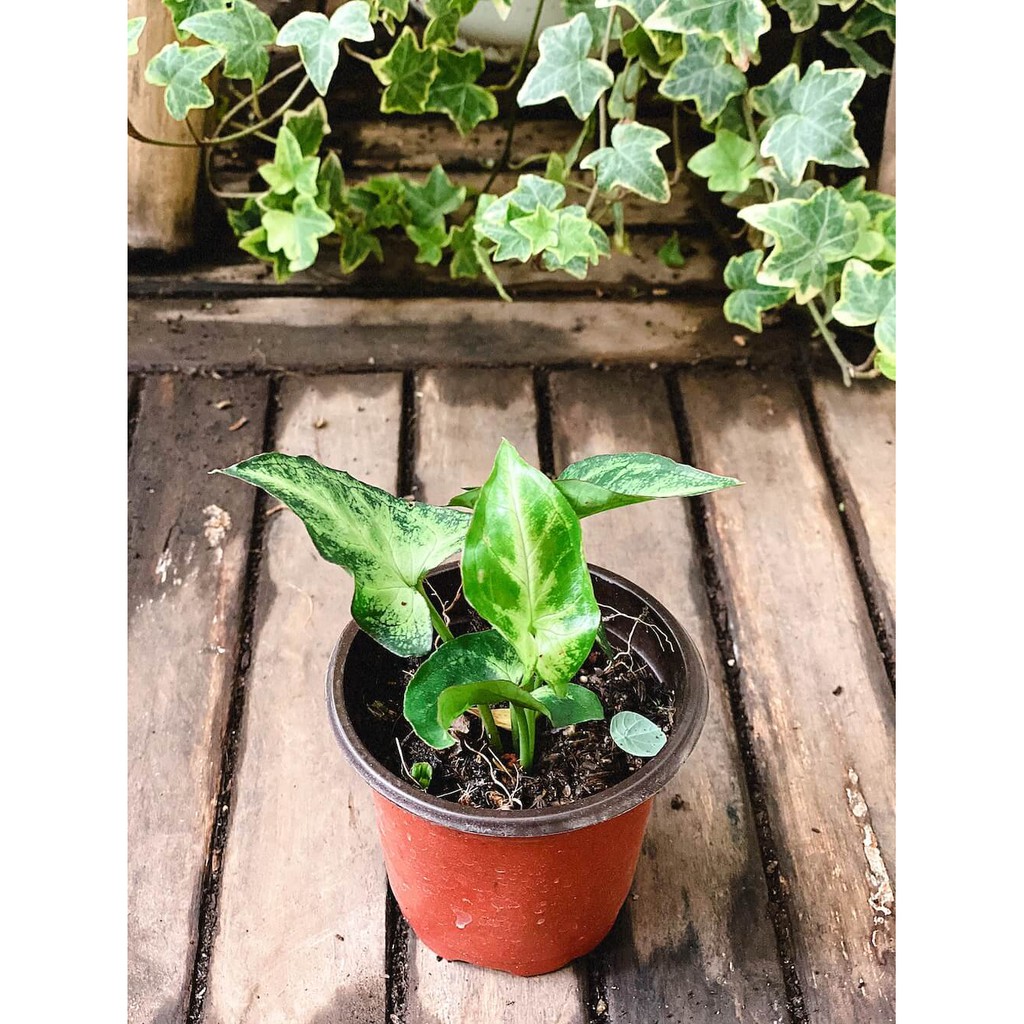 Cây giống Syngonium podophyllum Pixie White (Trầu Bà Pixie White) chậu nhựa