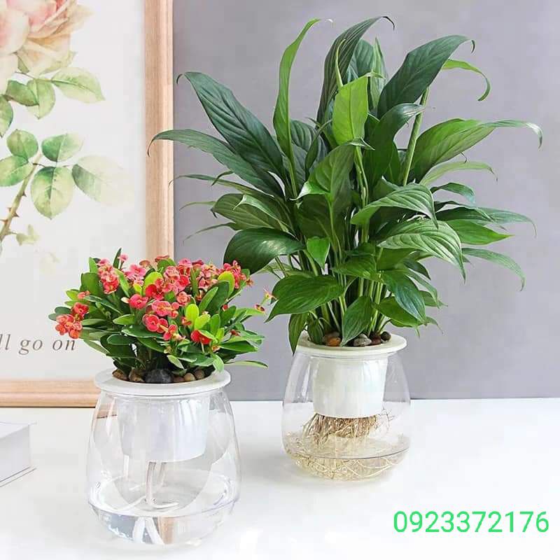 Chậu Cây Trong Suốt Tự Tưới Nước Xinh xắn, Tiện dụng