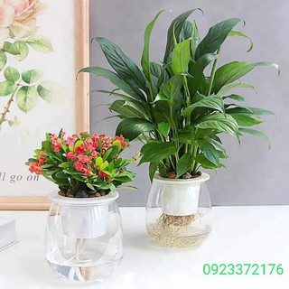 [GIÁ SỈ] SET 5 Bộ Chậu Nhựa Trồng Cây Trong Suốt Tự Tưới, Kích Thước 10x13Cm