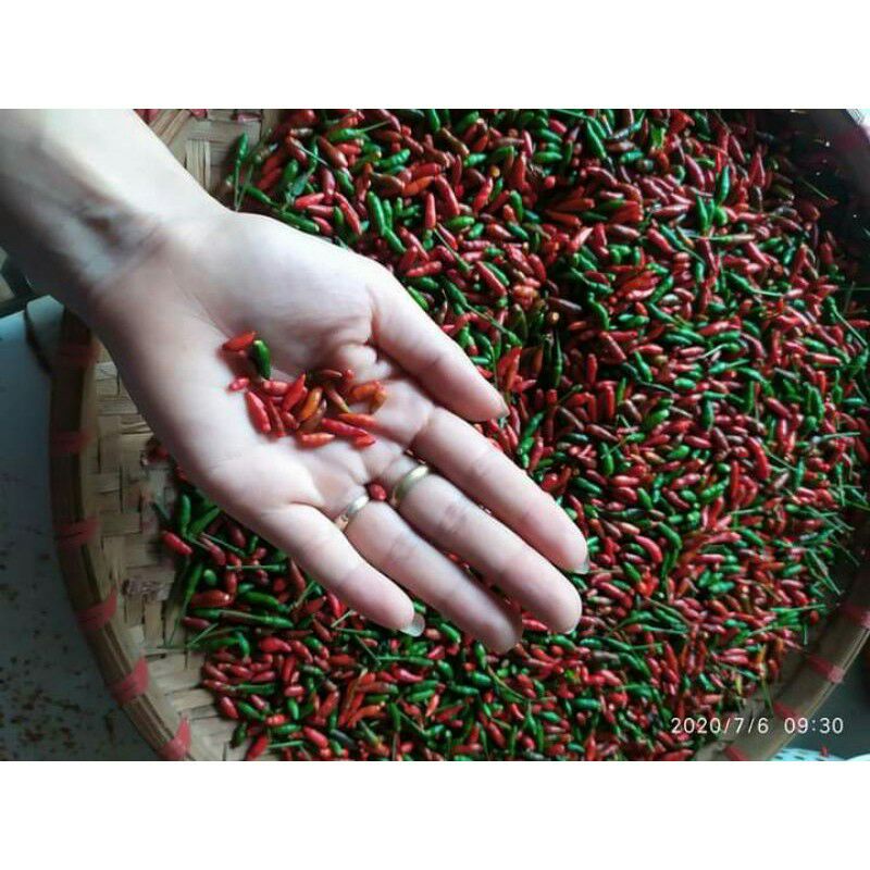 Ớt cứt chuột