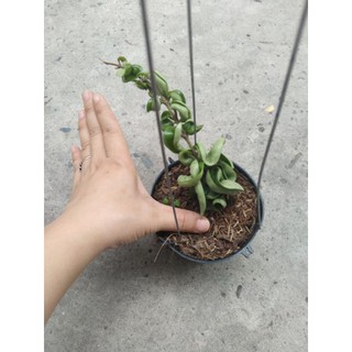 Cẩm cù xoắn cây giống