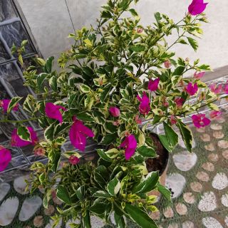 Cây 🌲 Giấy Cẩm Thach Mỹ...hoa tím đậm.