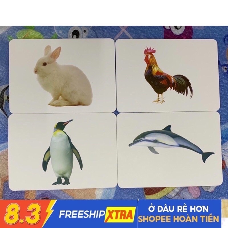 Bộ thẻ Flashcard Thế giới xung quanh Glenn Doman Baby Education