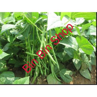 HẠT GIỐNG ĐẬU COVE LÙN (50GRAM)