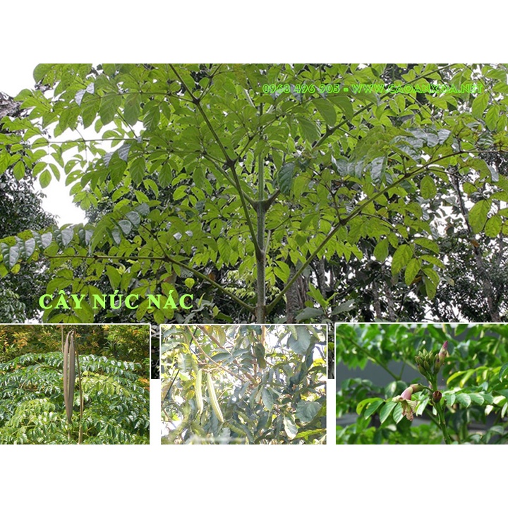 CÂY GIỐNG NÚC NÁC RỪNG