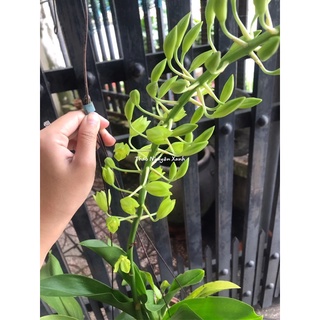 Vũ Nữ Hoàng Hậu Xanh Cốm