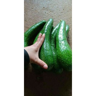 BƠ 034 VƯỜN LÂM ĐỒNG(SIZE 2QUẢ/1KG)