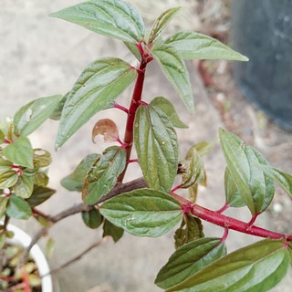 cây thuốc dòi