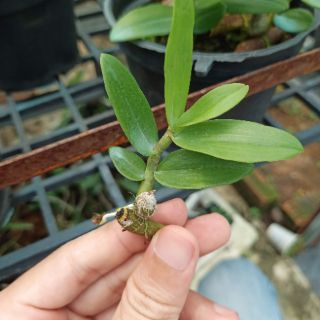 Kei giống Lan Trầm Rồng Đỏ