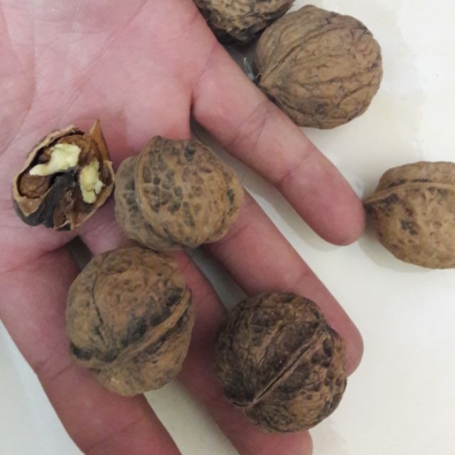 1kg Óc chó Sìn Hồ Lai Châu