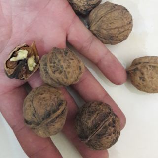 1kg Óc chó Sìn Hồ Lai Châu