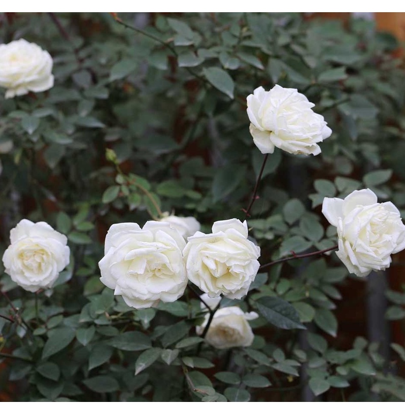 Hạt giống Hoa hồng Bạch Xếp/ bạch Nam Định 10 hạt ĐẾN MÙA TRỒNG TẾT