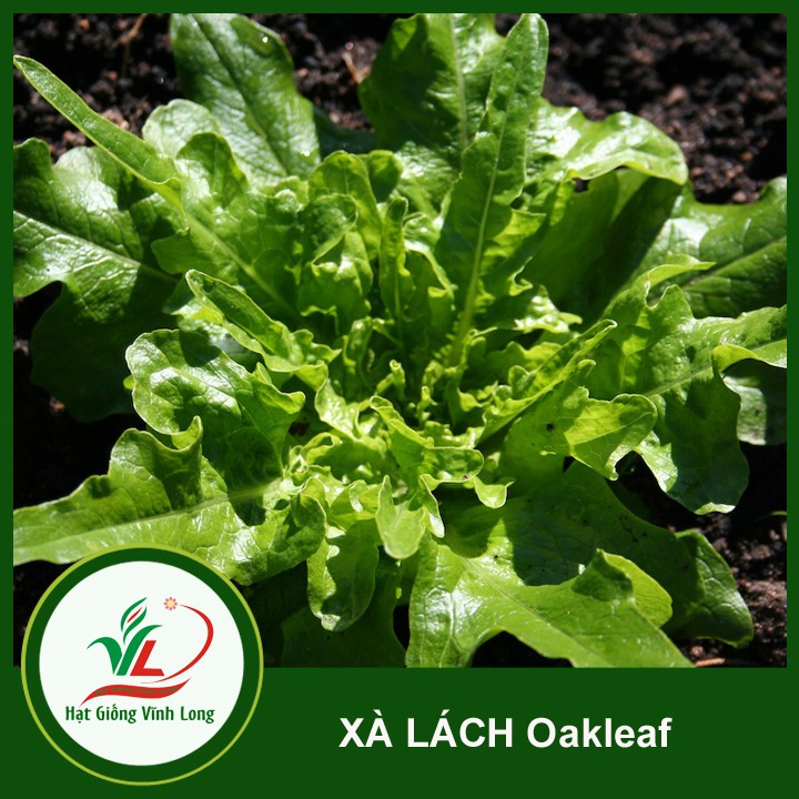 Hạt giống Xà lách Oakleaf (sồi xanh) RD 932 - 2g