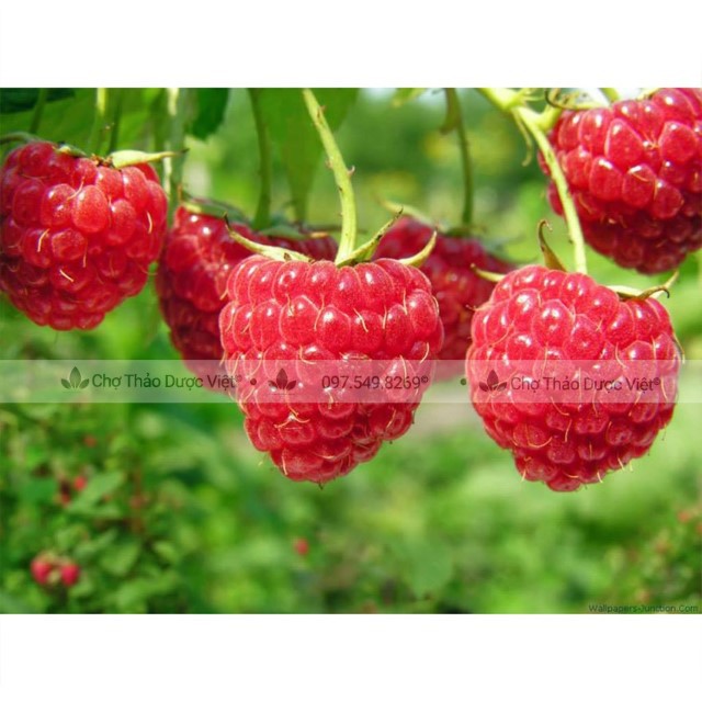 500g Phúc Bồn Tử (Qủa Mâm Xôi)