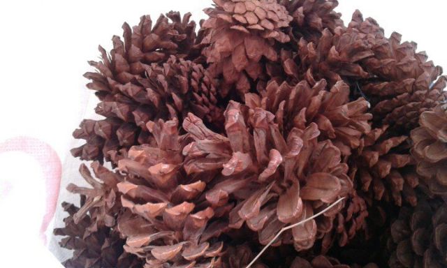 1kg Trái thông khô 3 lá loại lớn