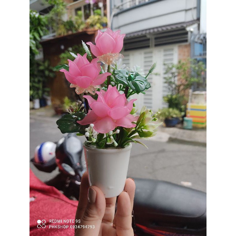 Chậu Sen nhỏ 03 Hoa như hình cao 15-18cm