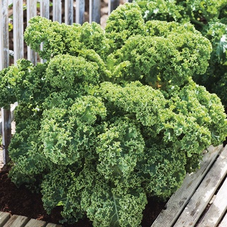 Gói 20 hạt giống cải kale xoăn Starbor Mỹ - tỷ lệ nảy mầm 95%