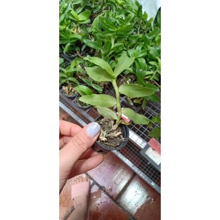 [Rẻ Vô Địch] Phi Điệp Sơn Điền Cánh Mai ( Cây con giống gieo hạt)