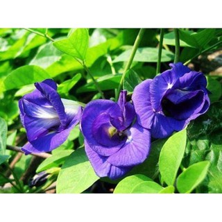 Hạt giống hoa đậu biếc- gói 20 hạt