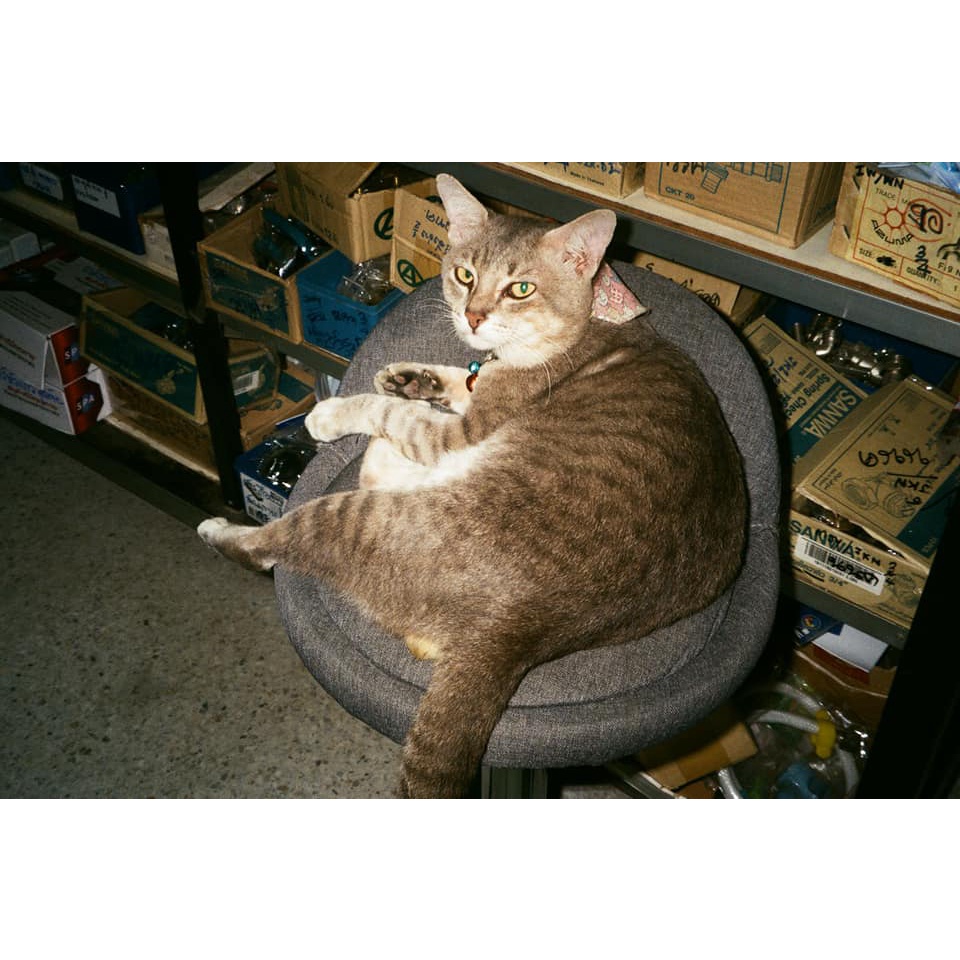 Máy ảnh film Canon Autoboy Luna 105