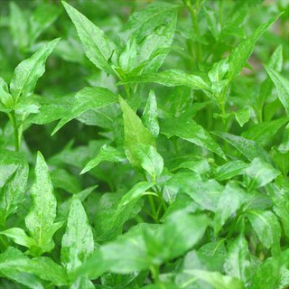 Cây Thủy Sinh Thủy Cải