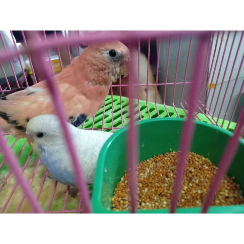 1kg Hạt kê đỏ hạt nhỏ Ấn , Argentina.