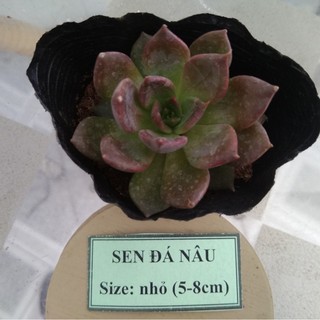 Sen đá nâu - size nhỏ (5-8cm)