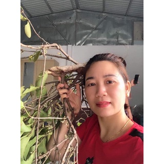 1Kg Tầm gửi gạo tía ( CAM KẾT THƠM , SẠCH MỚI .Tận Gốc)